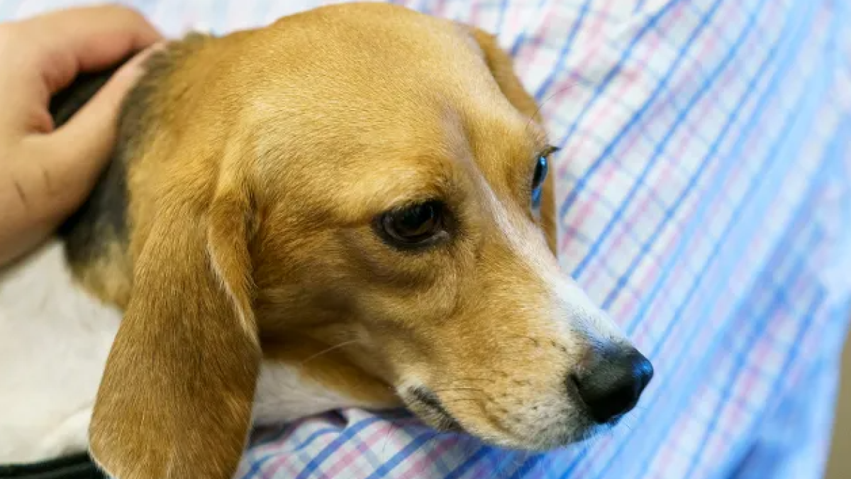 Rescue Animal