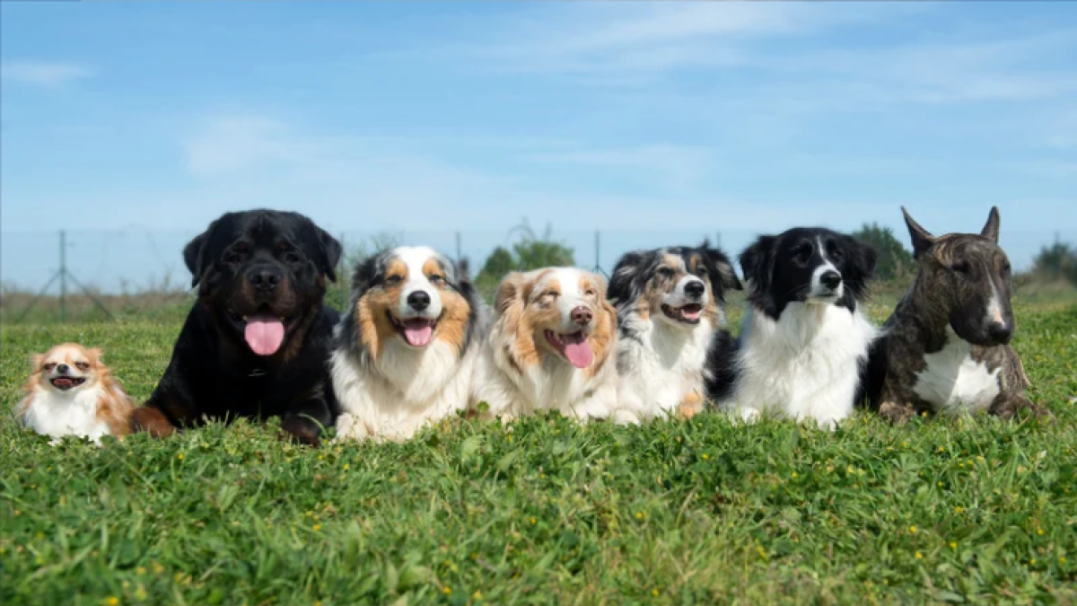 Dogs