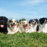 Dogs