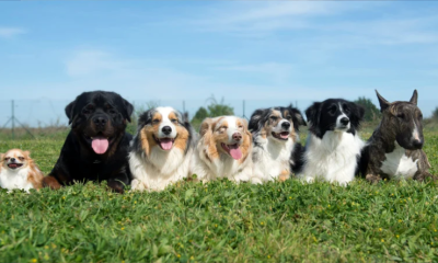 Dogs